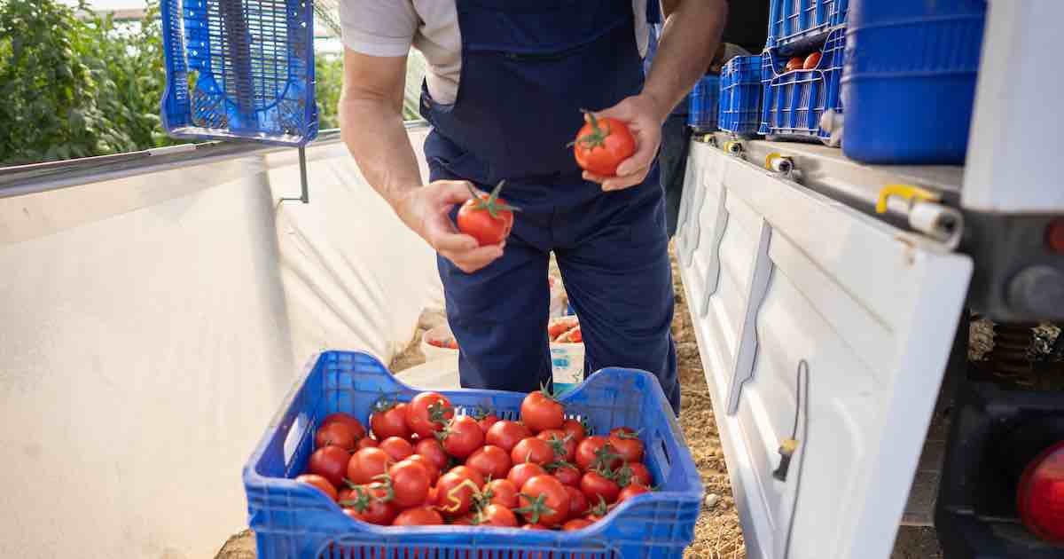 person handling tomatoes