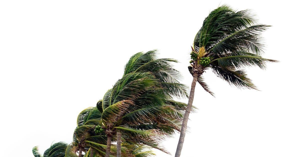 palm trees in the wind